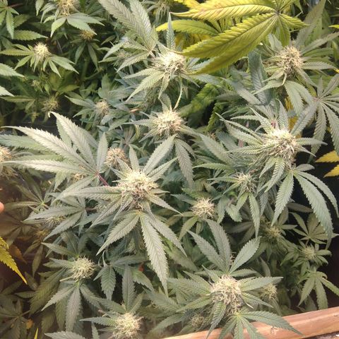 Ghost OG  growlog timeline photo