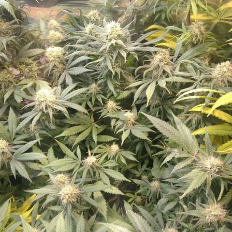 Hawaiann Snow growlog timeline photo