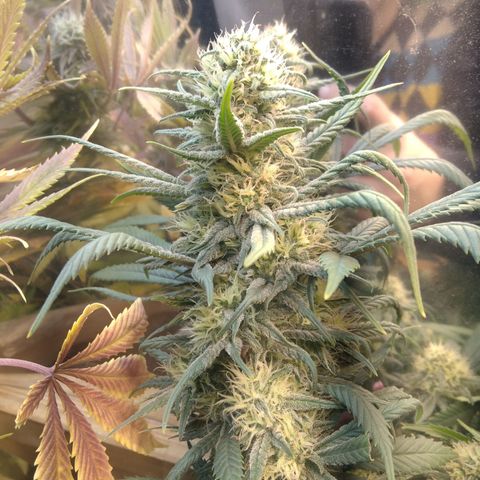 Hawaiann Snow growlog timeline photo