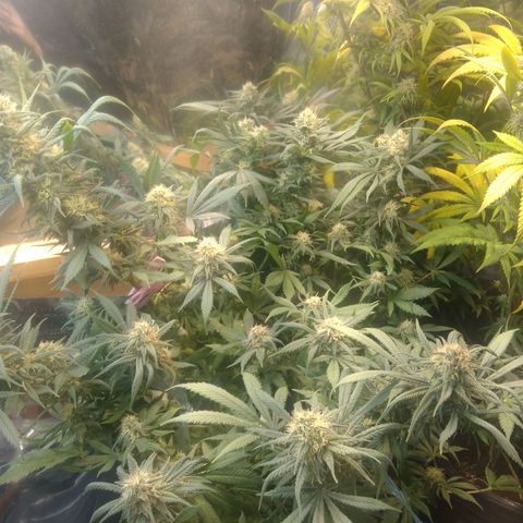 Hawaiann Snow growlog timeline photo