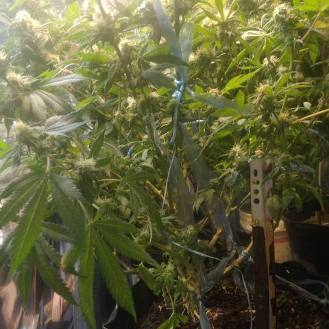 Hawaiann Snow growlog timeline photo