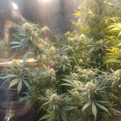 Hawaiann Snow growlog timeline photo