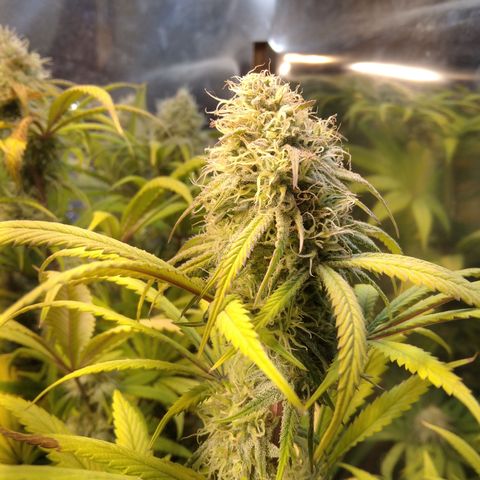 Orange Cake  #1 growlog timeline photo