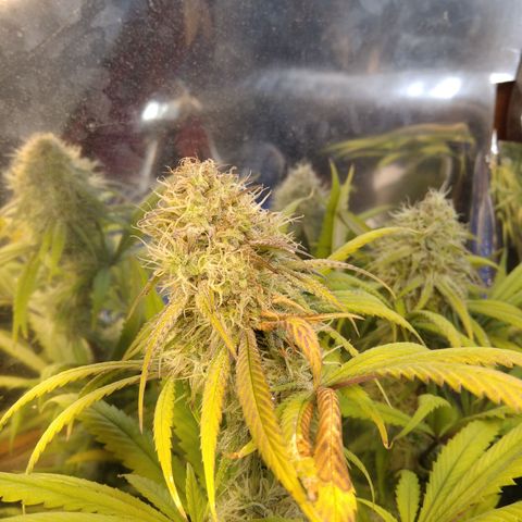 Orange Cake  #1 growlog timeline photo