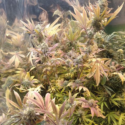 Runtz growlog timeline photo