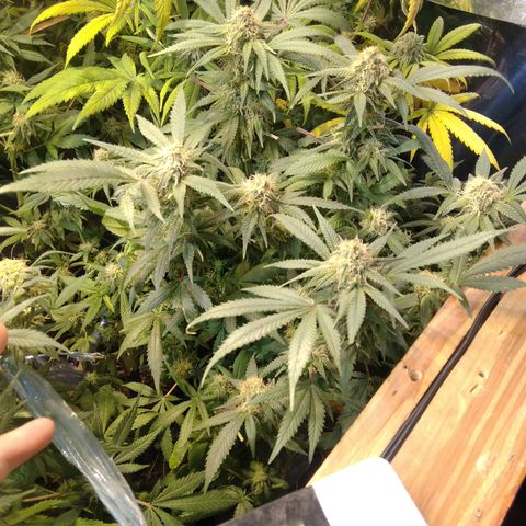 Ghost OG  growlog timeline photo