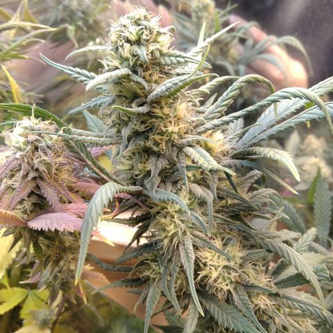 Hawaiann Snow growlog timeline photo