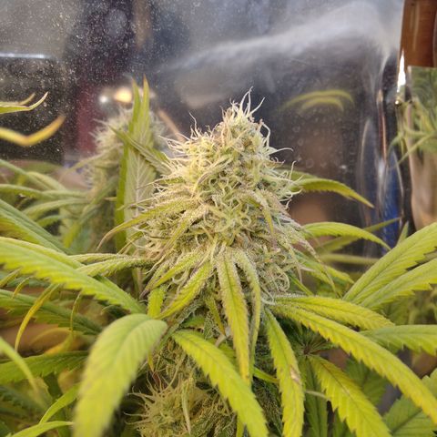 Orange Cake  #1 growlog timeline photo