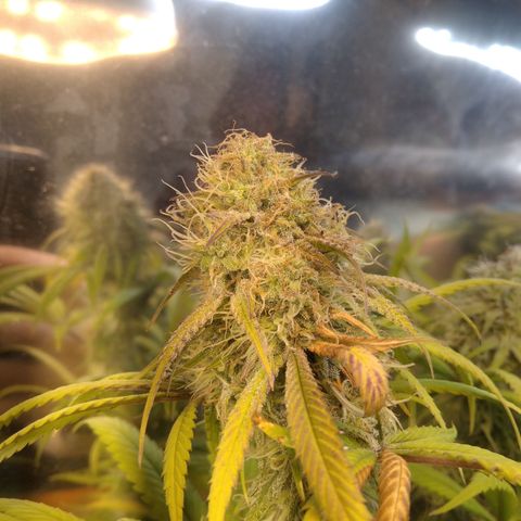Orange Cake  #1 growlog timeline photo