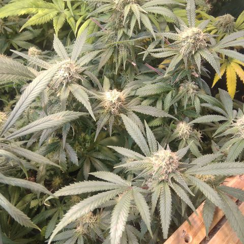 Ghost OG  growlog timeline photo