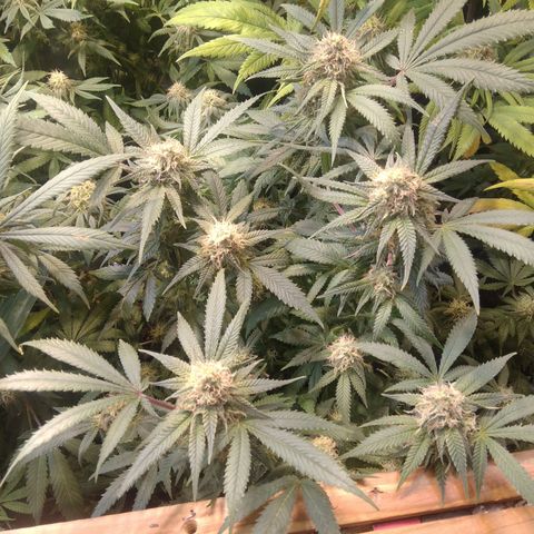 Ghost OG  growlog timeline photo