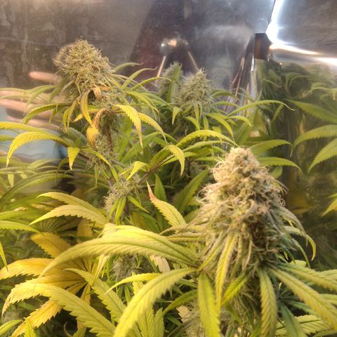 Orange Cake  #1 growlog timeline photo