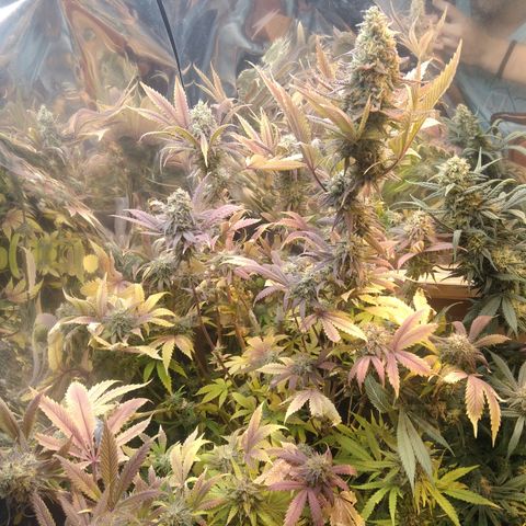 Runtz growlog timeline photo