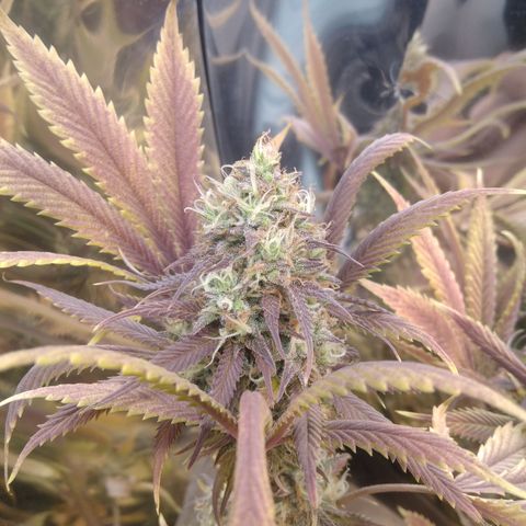 Runtz growlog timeline photo