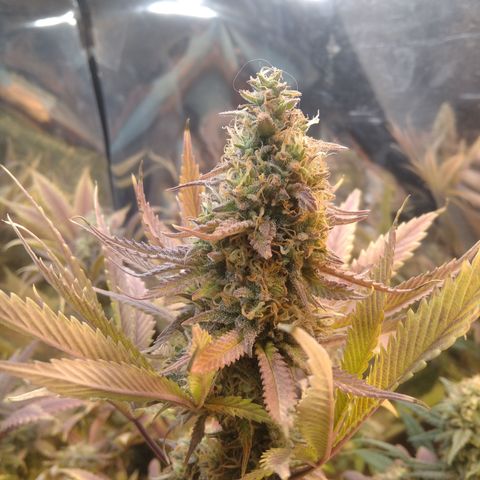 Runtz growlog timeline photo