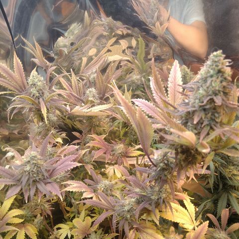 Runtz growlog timeline photo