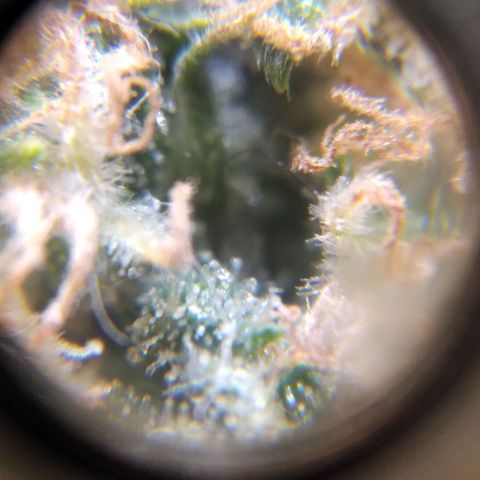 Hawaiann Snow growlog timeline photo