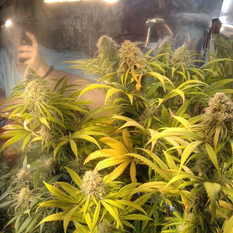 Orange Cake  #1 growlog timeline photo