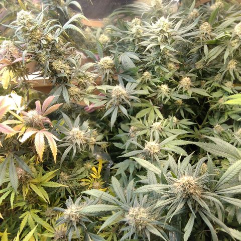 Hawaiann Snow growlog timeline photo