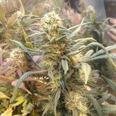 Hawaiann Snow growlog timeline photo