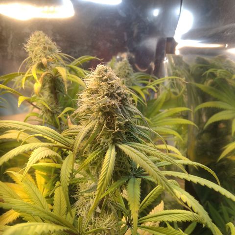 Orange Cake  #1 growlog timeline photo