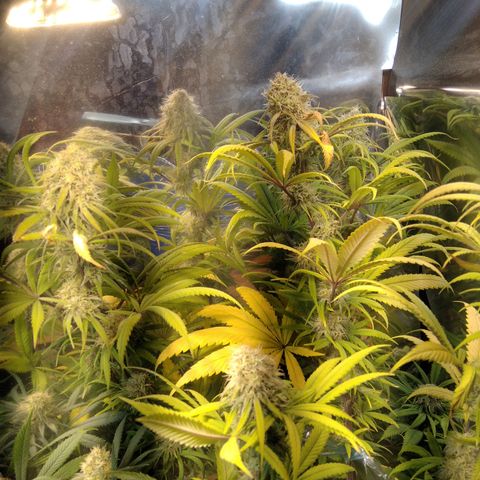 Orange Cake  #1 growlog timeline photo