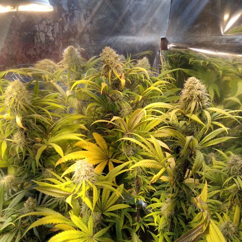Orange Cake  #1 growlog timeline photo