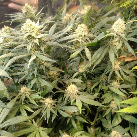 Hawaiann Snow growlog timeline photo