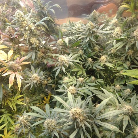 Hawaiann Snow growlog timeline photo