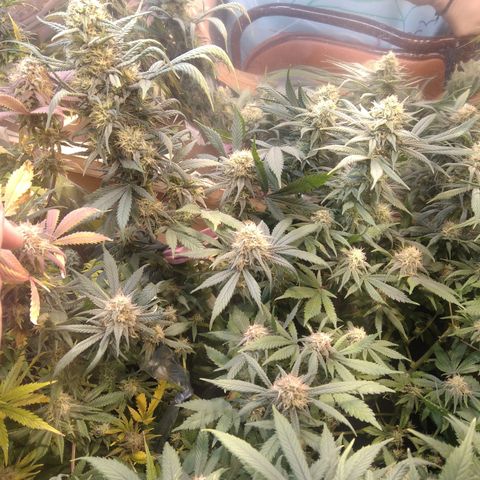 Hawaiann Snow growlog timeline photo