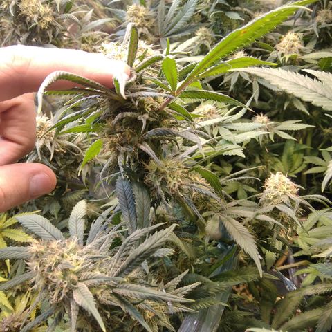 Hawaiann Snow growlog timeline photo