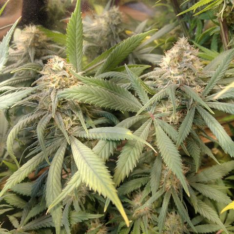Hawaiann Snow growlog timeline photo