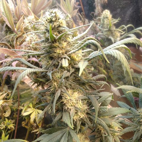 Hawaiann Snow growlog timeline photo