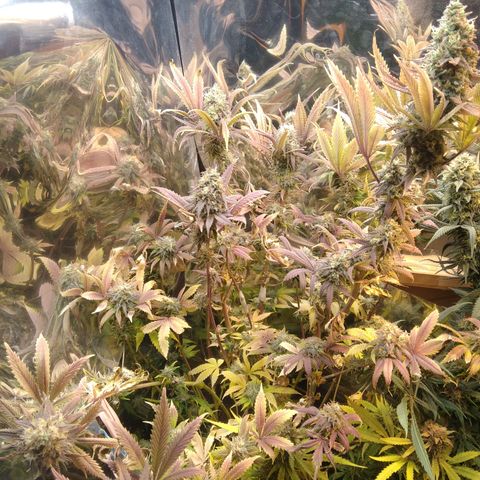 Runtz growlog timeline photo