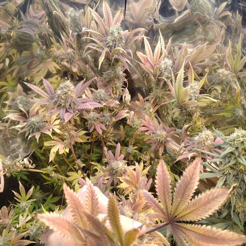 Runtz growlog timeline photo