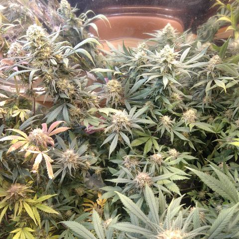 Hawaiann Snow growlog timeline photo