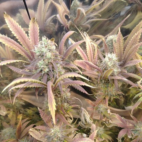 Runtz growlog timeline photo