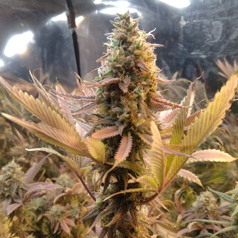 Runtz growlog timeline photo