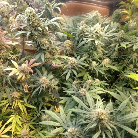 Hawaiann Snow growlog timeline photo