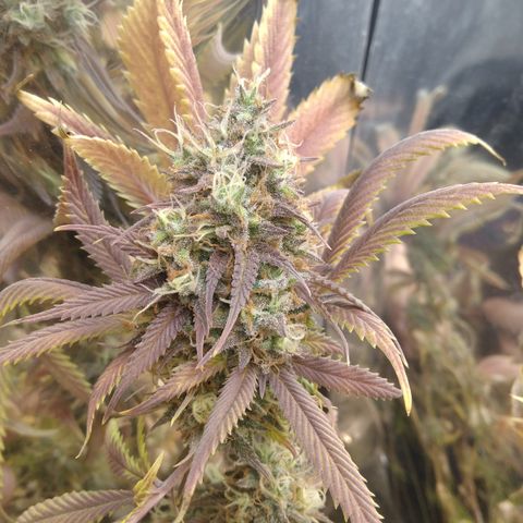 Runtz growlog timeline photo