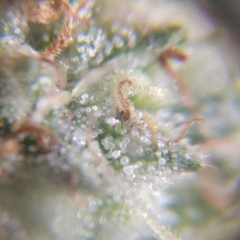Orange Cake  #1 growlog timeline photo