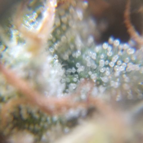 Orange Cake  #1 growlog timeline photo
