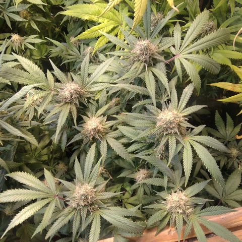 Ghost OG  growlog timeline photo