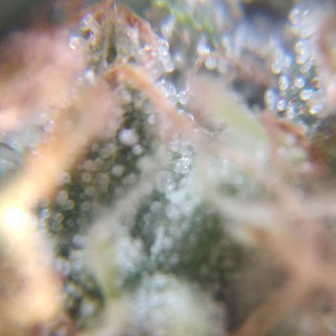 Orange Cake  #1 growlog timeline photo