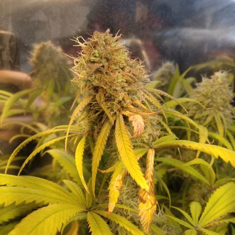 Orange Cake  #1 growlog timeline photo