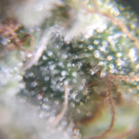 Orange Cake  #1 growlog timeline photo