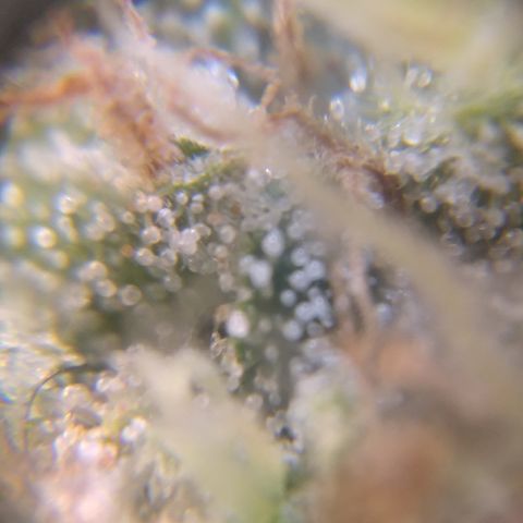 Orange Cake  #1 growlog timeline photo