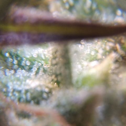 Orange Cake  #1 growlog timeline photo
