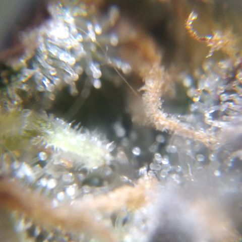 Runtz growlog timeline photo