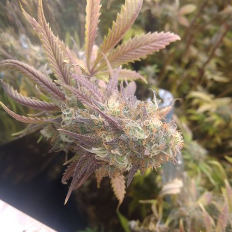 Runtz growlog timeline photo
